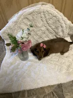Chessa, a female Miniature Dachshund for sale in New Paris, IN – 3 of 3