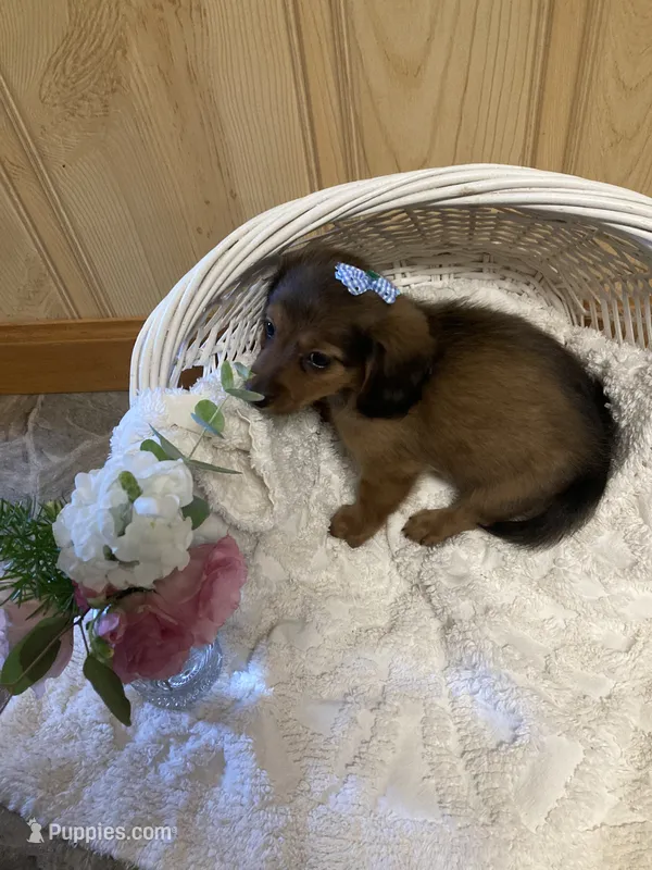 Charlie  – Miniature Dachshund puppy for sale in New Paris, IN