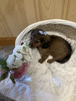 Charlie , a male Miniature Dachshund for sale in New Paris, IN – 1 of 3