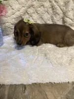 Chase , a male Miniature Dachshund for sale in New Paris, IN – 2 of 3