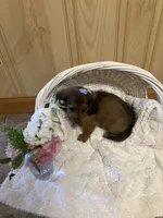 Charlie , a male Miniature Dachshund for sale in New Paris, IN – 2 of 3