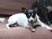 Paisley , a female Toy Fox Terrier for sale in Jeffersonville, VT – 2 of 3