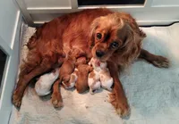 Cavalier Male C, a male Cavalier King Charles Spaniel for sale in Jeffersonville, VT – Photo 3 of 3