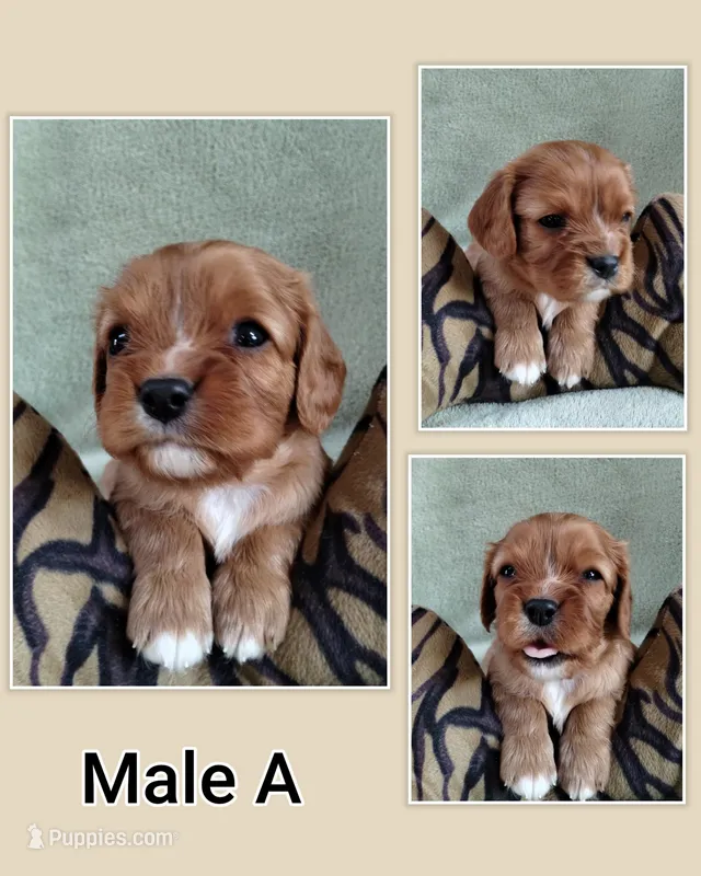 Cavalier male A