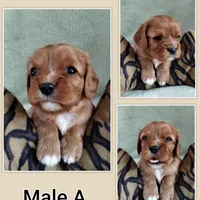 Cavalier male A, a male Cavalier King Charles Spaniel for sale in Jeffersonville, VT – Photo 1 of 3