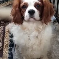 Cavalier male A, a male Cavalier King Charles Spaniel for sale in Jeffersonville, VT – Photo 2 of 3