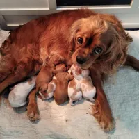 Cavalier male A, a male Cavalier King Charles Spaniel for sale in Jeffersonville, VT – Photo 3 of 3