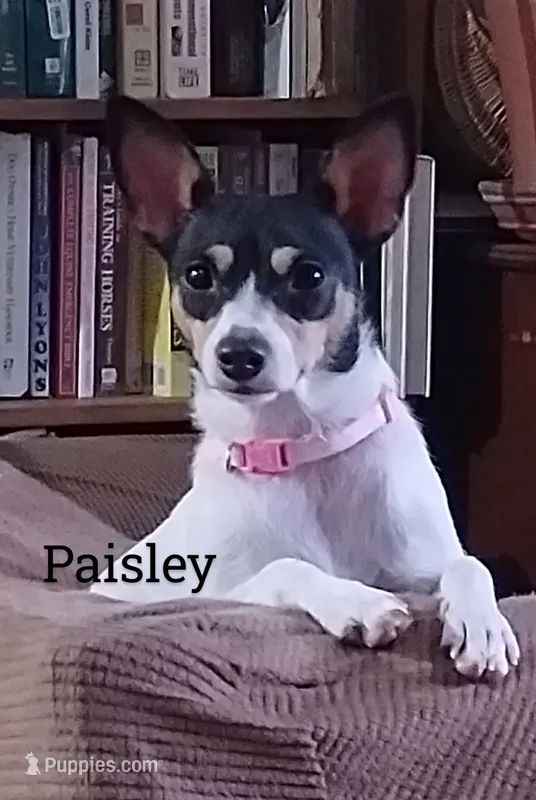 Paisley  – Toy Fox Terrier puppy for sale in Jeffersonville, VT