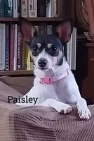 Paisley , a female Toy Fox Terrier for sale in Jeffersonville, VT – 1 of 1