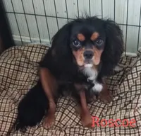 Penny/Roscoe female, a female Cavalier King Charles Spaniel for sale in Jeffersonville, VT – 4 of 4
