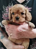Penny/Roscoe Ruby Female #2, a female Cavalier King Charles Spaniel for sale in Jeffersonville, VT – 1 of 1