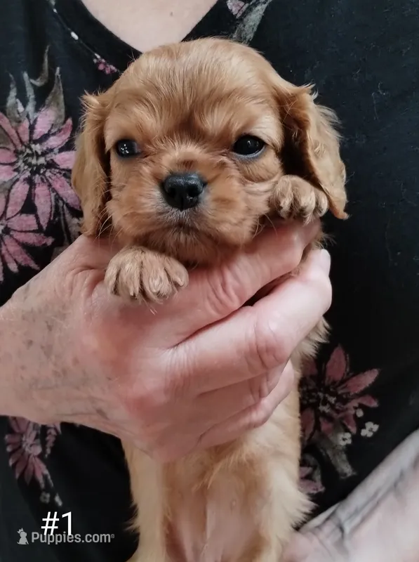 Penny/Roscoe Ruby Female #1 – Cavalier King Charles Spaniel puppy for sale in Jeffersonville, VT