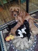 Penny/Roscoe female, a female Cavalier King Charles Spaniel for sale in Jeffersonville, VT – 3 of 4
