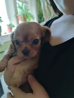 Penny/Roscoe female, a female Cavalier King Charles Spaniel for sale in Jeffersonville, VT – 2 of 4