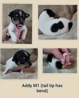 Addy Male1, a male Toy Fox Terrier for sale in Jeffersonville, VT – Photo 2 of 3