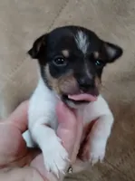 Addy Male1, a male Toy Fox Terrier for sale in Jeffersonville, VT – Photo 1 of 3