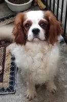 Blenheim male, a male Cavalier King Charles Spaniel for sale in Jeffersonville, VT – Photo 3 of 3