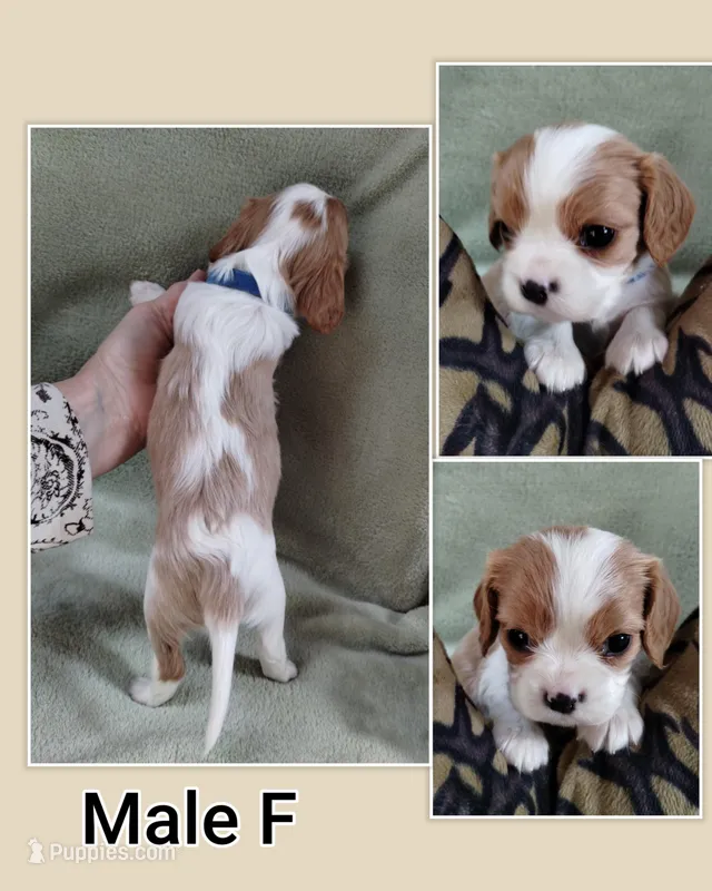 Blenheim male – Cavalier King Charles Spaniel puppy for sale in Jeffersonville, VT