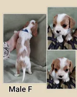 Blenheim male, a male Cavalier King Charles Spaniel for sale in Jeffersonville, VT – Photo 1 of 3
