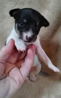 Addy M2, a male Toy Fox Terrier for sale in Jeffersonville, VT – Photo 1 of 2