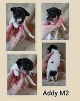 Addy M2, a male Toy Fox Terrier for sale in Jeffersonville, VT – Photo 2 of 2