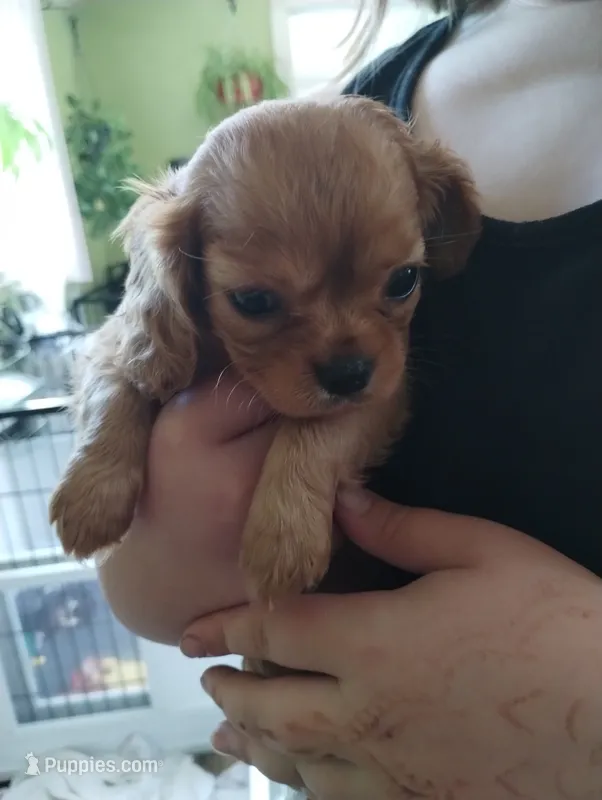 Penny/Roscoe female – Cavalier King Charles Spaniel puppy for sale in Jeffersonville, VT