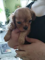 Penny/Roscoe female, a female Cavalier King Charles Spaniel for sale in Jeffersonville, VT – 1 of 4