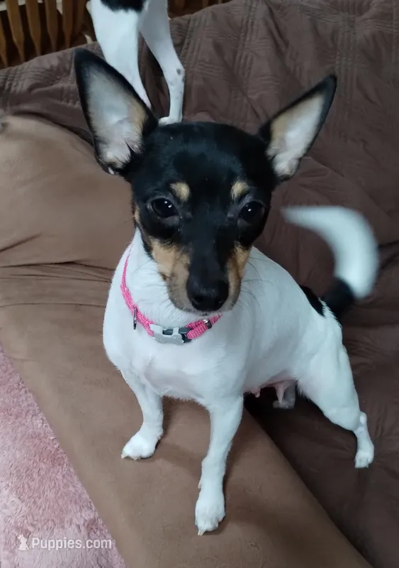 Adeline (Addy) – Toy Fox Terrier puppy for sale in Jeffersonville, VT