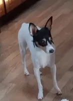 Paisley , a female Toy Fox Terrier for sale in Jeffersonville, VT – 3 of 3