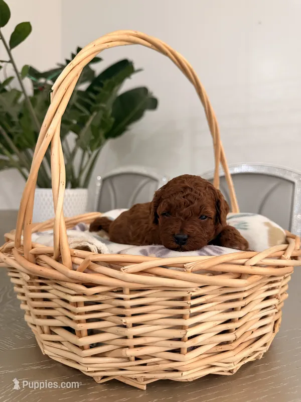 Auggie – Poodle - Toy  puppy for sale in Litchfield Park, AZ