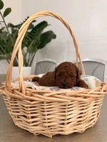 Auggie, a male Poodle - Toy  for sale in Litchfield Park, AZ – 1 of 5
