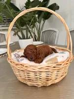 Sunny, a male Poodle - Toy  for sale in Litchfield Park, AZ – 2 of 6