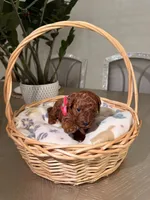 Summer, a female Poodle - Toy  for sale in Litchfield Park, AZ – 5 of 5