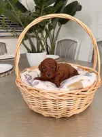 Sunny, a male Poodle - Toy  for sale in Litchfield Park, AZ – 5 of 6