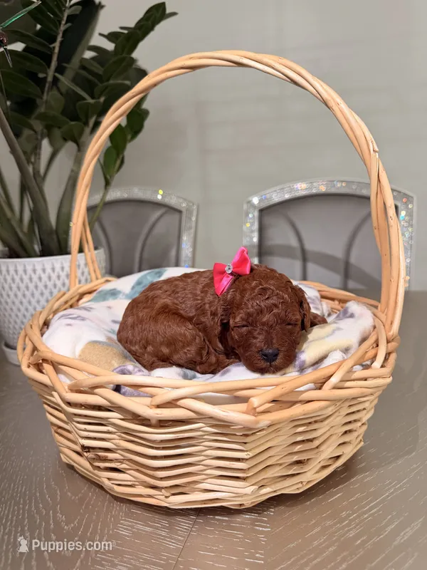 Summer – Poodle - Toy  puppy for sale in Litchfield Park, AZ