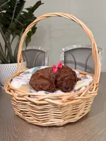 Summer, a female Poodle - Toy  for sale in Litchfield Park, AZ – 1 of 5