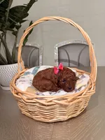 Summer, a female Poodle - Toy  for sale in Litchfield Park, AZ – 2 of 5