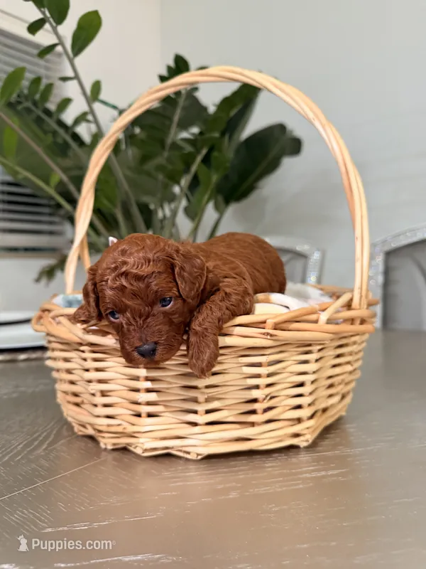 Sunny – Poodle - Toy  puppy for sale in Litchfield Park, AZ