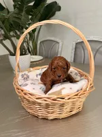 Auggie, a male Poodle - Toy  for sale in Litchfield Park, AZ – 3 of 5