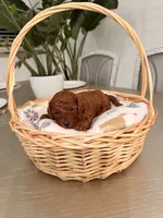 Sunny, a male Poodle - Toy  for sale in Litchfield Park, AZ – 4 of 6
