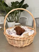 Orion, a male Poodle - Toy  for sale in Litchfield Park, AZ – 2 of 4