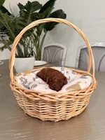 Orion, a male Poodle - Toy  for sale in Litchfield Park, AZ – 4 of 4