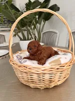 Sunny, a male Poodle - Toy  for sale in Litchfield Park, AZ – 3 of 6