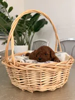 Auggie, a male Poodle - Toy  for sale in Litchfield Park, AZ – 2 of 5