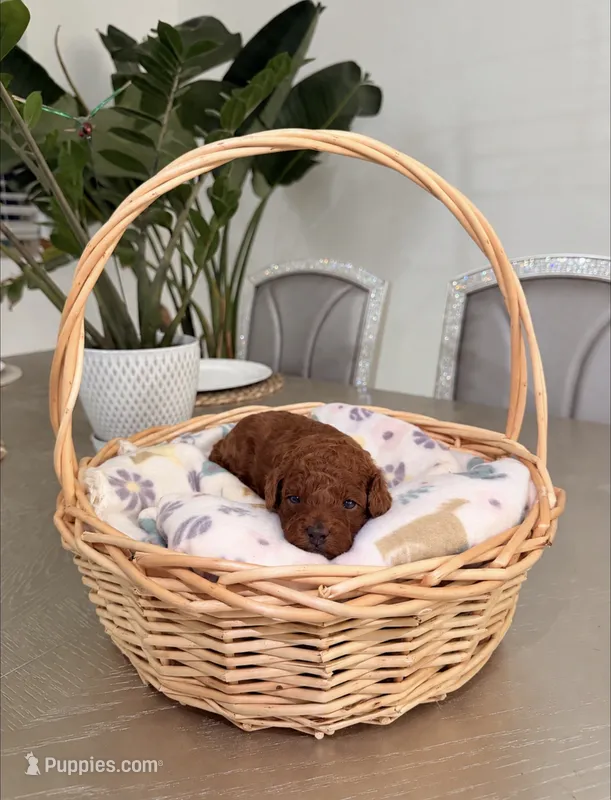 Orion – Poodle - Toy  puppy for sale in Litchfield Park, AZ