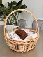 Orion, a male Poodle - Toy  for sale in Litchfield Park, AZ – 1 of 4