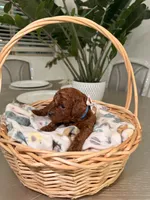 Sunny, a male Poodle - Toy  for sale in Litchfield Park, AZ – 6 of 6