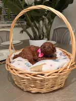 Summer, a female Poodle - Toy  for sale in Litchfield Park, AZ – 3 of 5