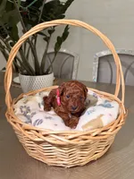 Summer, a female Poodle - Toy  for sale in Litchfield Park, AZ – 4 of 5