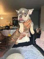 Coco, a male French Bulldog for sale in Springdale, AR – 2 of 2